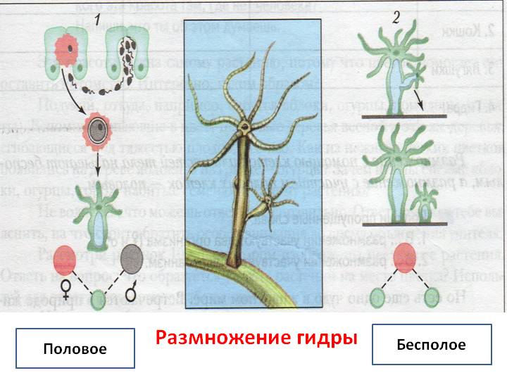 2web блэк спрут